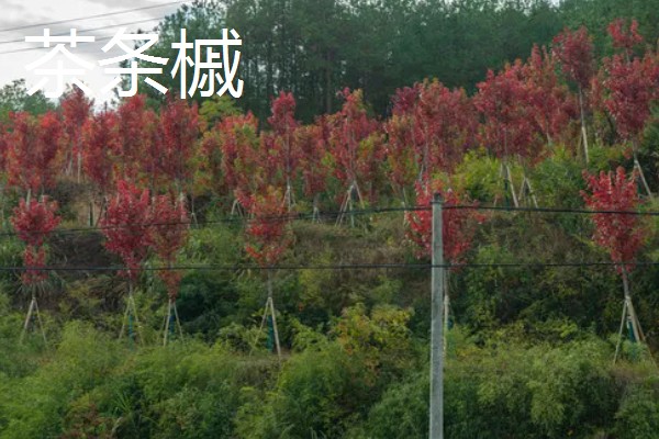 枫树有什么品种，常见红枫、日本枫树等种类