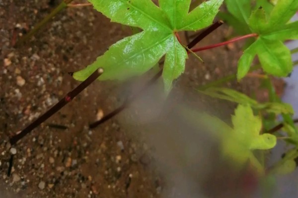 枫树有什么品种，常见红枫、日本枫树等种类