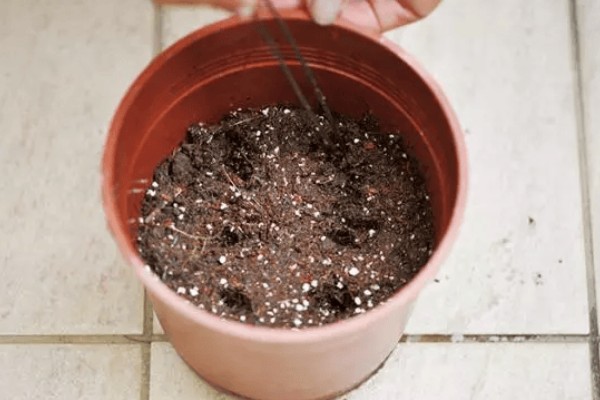 枫树有什么品种，常见红枫、日本枫树等种类