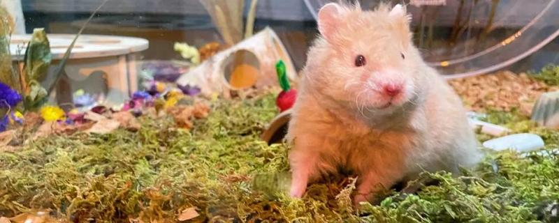 金丝熊的食物，主食杂粮类