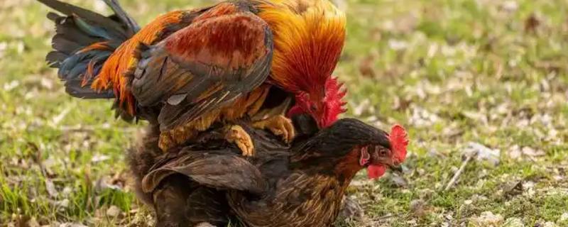 鸡卵的受精方式，母鸡与公鸡交配后就会受精