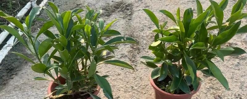 灰莉叶子卷了怎么处理，适合在温暖通风的环境下生长
