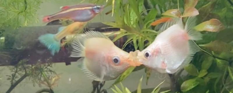 饲养接吻鱼用什么水，使用经过晾晒的自来水