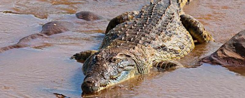 鳄鱼的咬合力强不强，成年鳄鱼的咬合力在2000磅以上