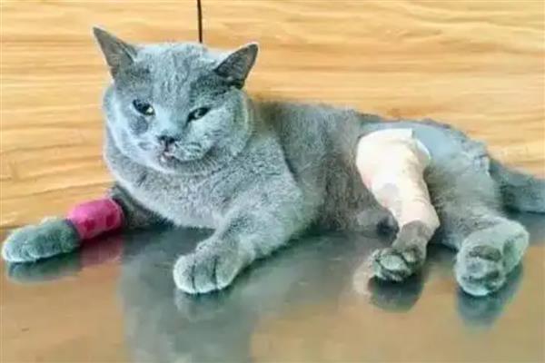 猫腿脱臼和骨折的区别，部位、症状、表现均不同