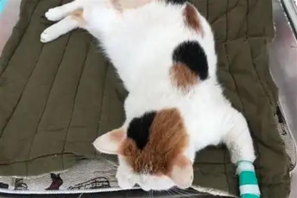 猫腿脱臼和骨折的区别，部位、症状、表现均不同