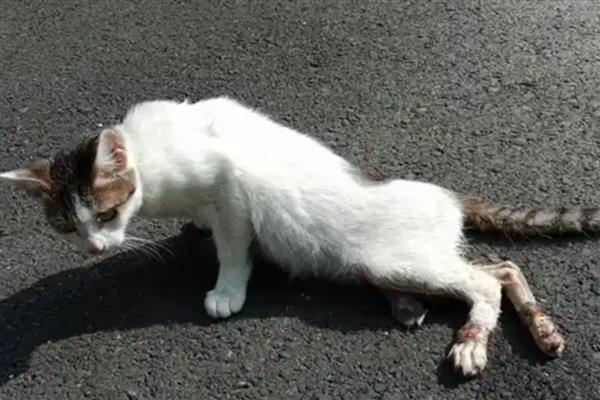 猫腿脱臼和骨折的区别，部位、症状、表现均不同