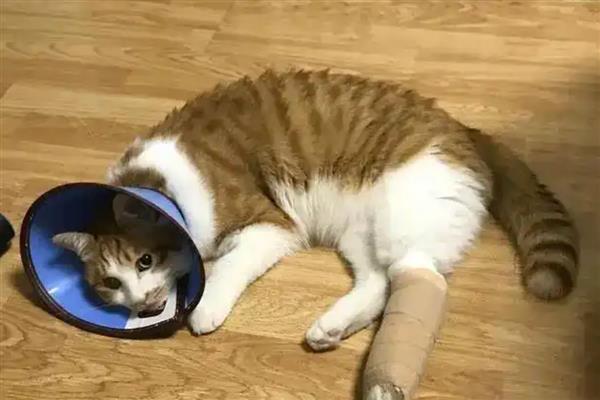 猫腿脱臼和骨折的区别，部位、症状、表现均不同