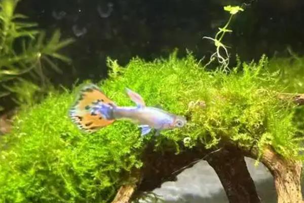 用鱼缸养青苔的好处,能起到净化水质、提高溶氧含量等作用