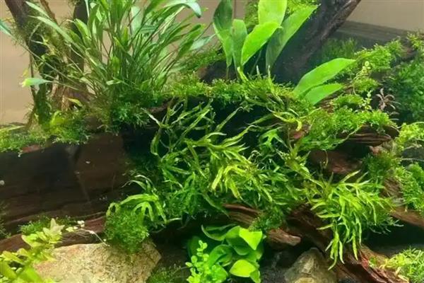 用鱼缸养青苔的好处,能起到净化水质、提高溶氧含量等作用