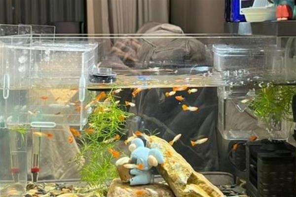 用鱼缸养青苔的好处,能起到净化水质、提高溶氧含量等作用