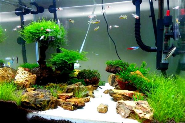 用鱼缸养青苔的好处,能起到净化水质、提高溶氧含量等作用