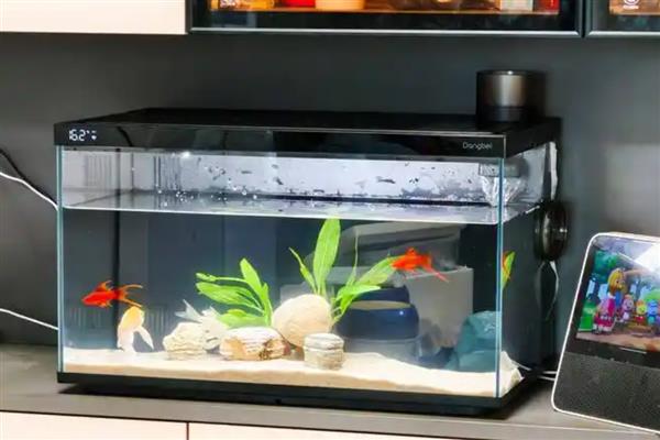 用鱼缸养青苔的好处,能起到净化水质、提高溶氧含量等作用