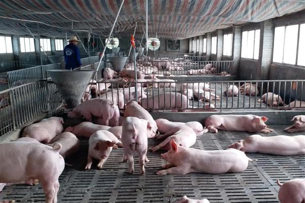 电解多维能不能天天喂，因动物类型而异