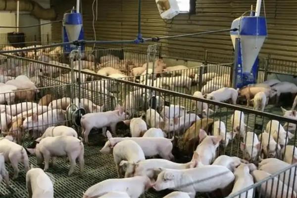 电解多维能不能天天喂，因动物类型而异