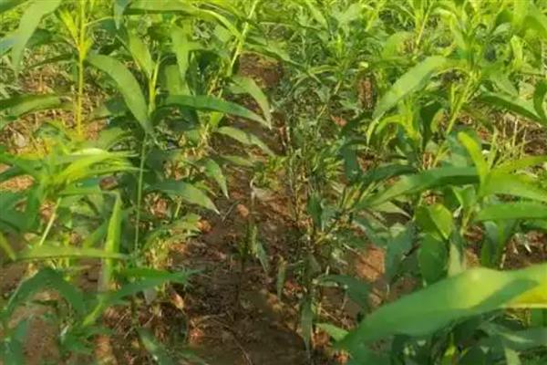 怎么种植血桃，先将种子浸泡5-7天