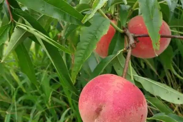 怎么种植血桃，先将种子浸泡5-7天