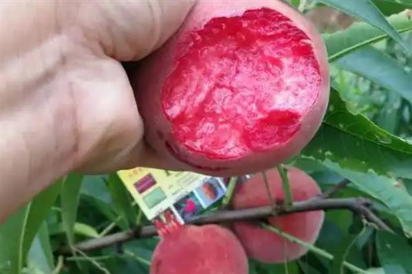 怎么种植血桃，先将种子浸泡5-7天