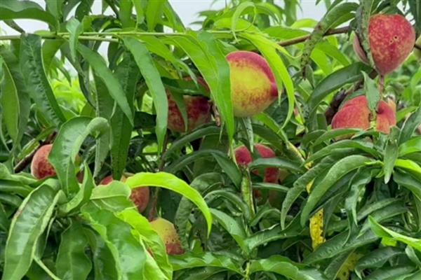 怎么种植血桃，先将种子浸泡5-7天