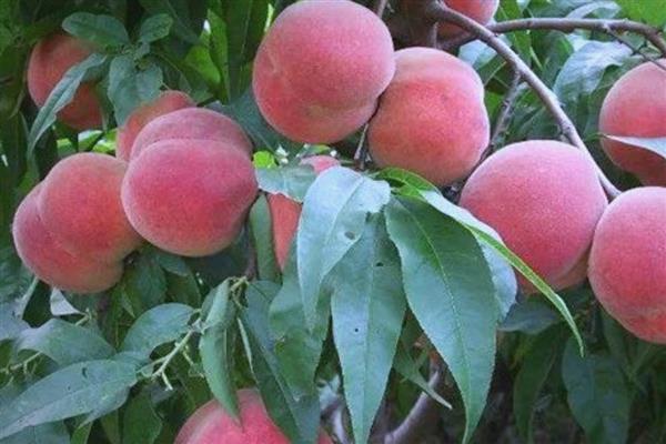 怎么种植血桃，先将种子浸泡5-7天