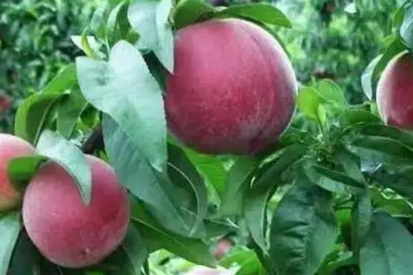 怎么种植血桃，先将种子浸泡5-7天