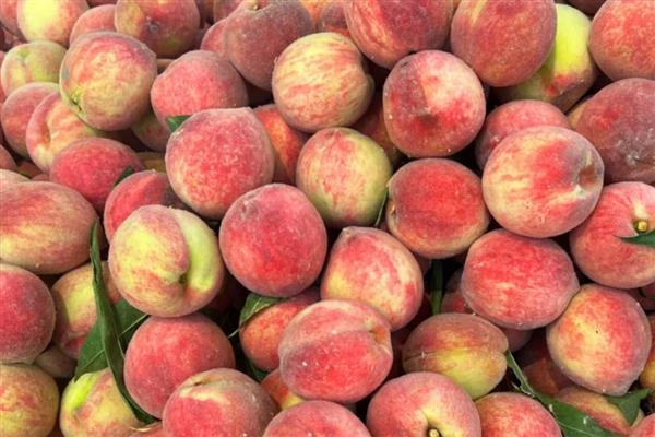 怎么种植血桃，先将种子浸泡5-7天