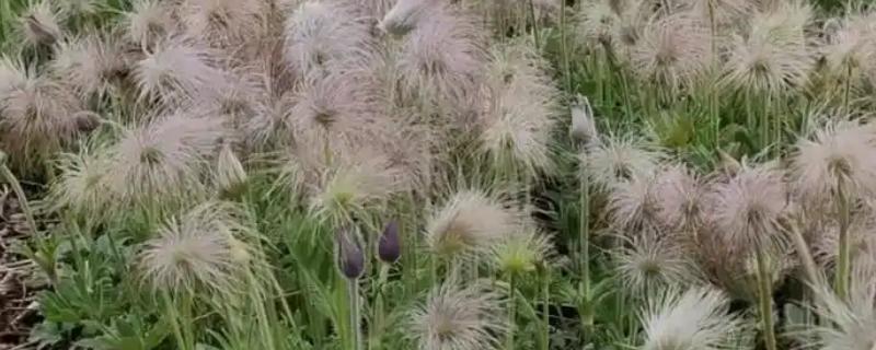 白头翁的种植方法，返青前亩施硫酸钾型复合肥10公斤