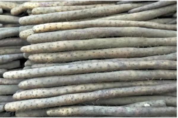 淮山药和普通山药有什么区别，外观、品质、产地等方面均不同