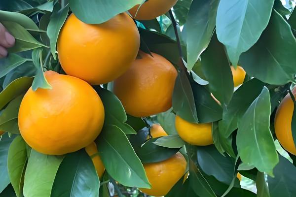 黄美人柑橘品种简介，一般在2-3月份成熟