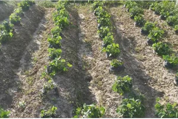 葛根的繁殖方法，可以种子繁殖也可扦插繁殖