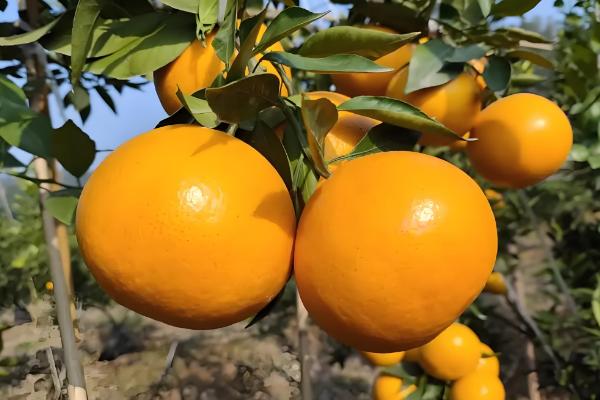 黄美人柑橘品种简介，一般在2-3月份成熟