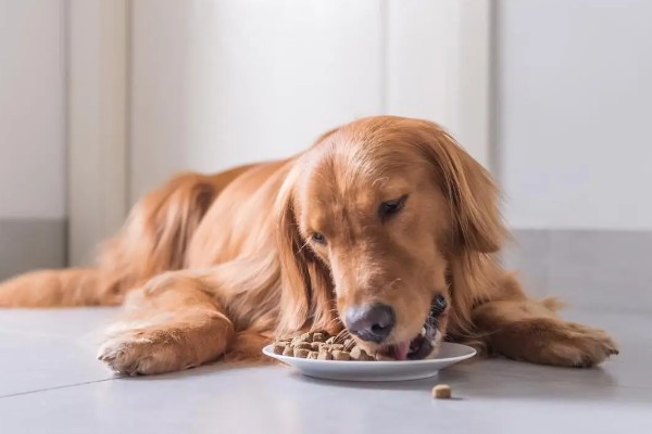 金毛尿频如何处理，让它外出排尿并及时就医