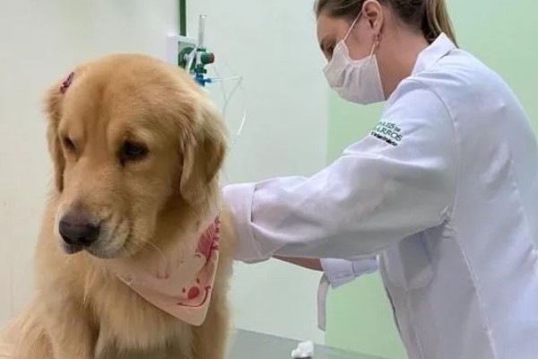 金毛尿频如何处理，让它外出排尿并及时就医