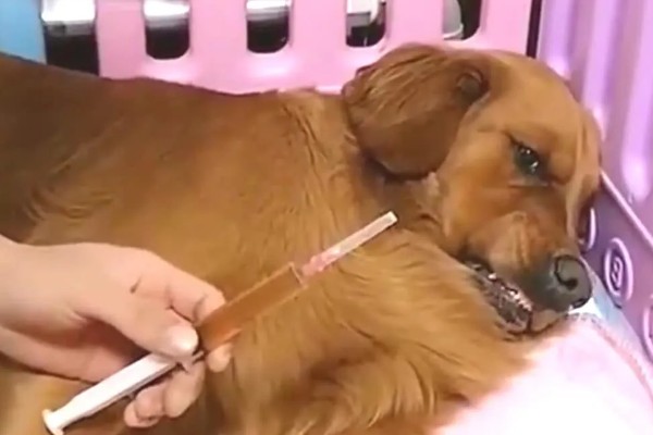 金毛尿频如何处理，让它外出排尿并及时就医