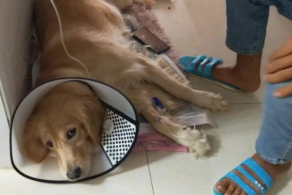 金毛尿频如何处理，让它外出排尿并及时就医