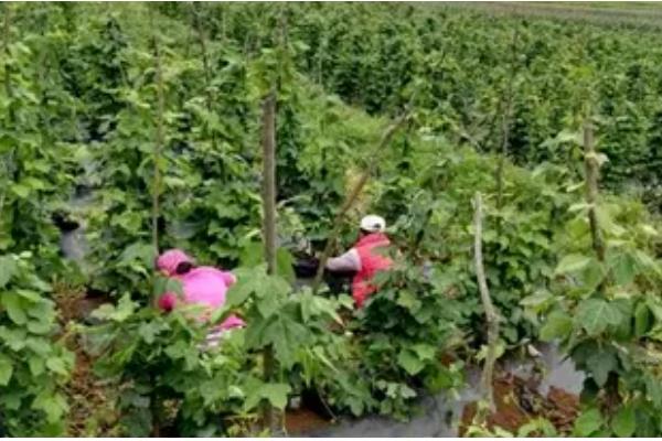 葛根的繁殖方法，可以种子繁殖也可扦插繁殖