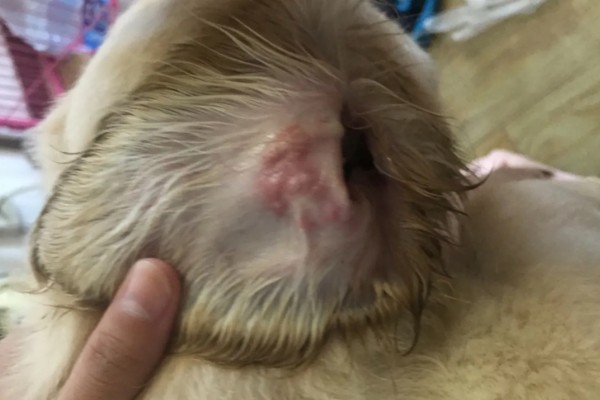 金毛尿频如何处理，让它外出排尿并及时就医