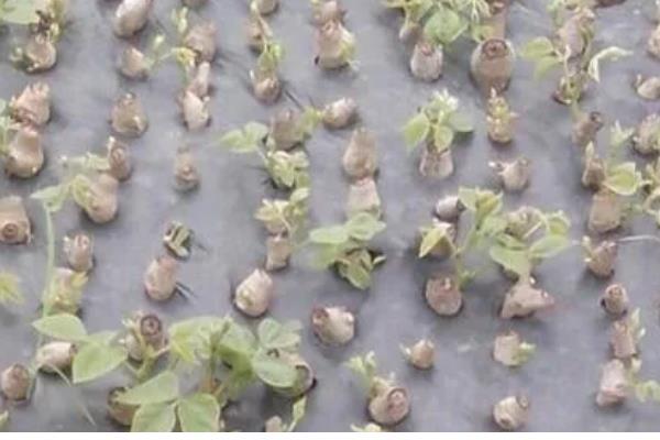 葛根的繁殖方法，可以种子繁殖也可扦插繁殖