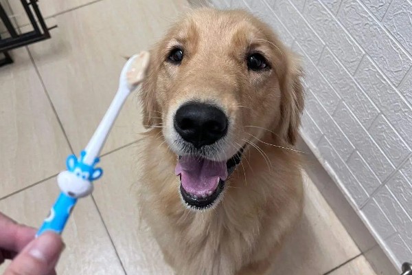 金毛尿频如何处理，让它外出排尿并及时就医