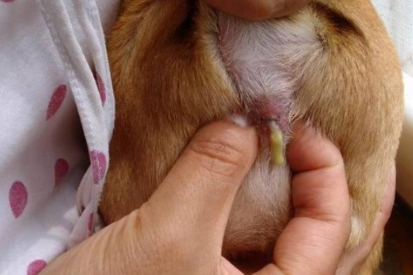 金毛尿频如何处理，让它外出排尿并及时就医