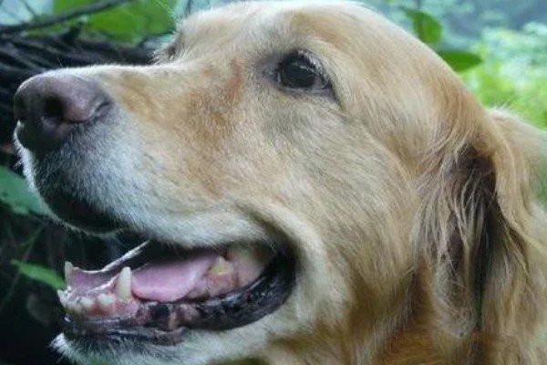 金毛尿频如何处理，让它外出排尿并及时就医