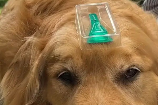 金毛尿频如何处理，让它外出排尿并及时就医