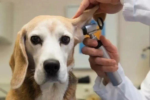 金毛尿频如何处理，让它外出排尿并及时就医