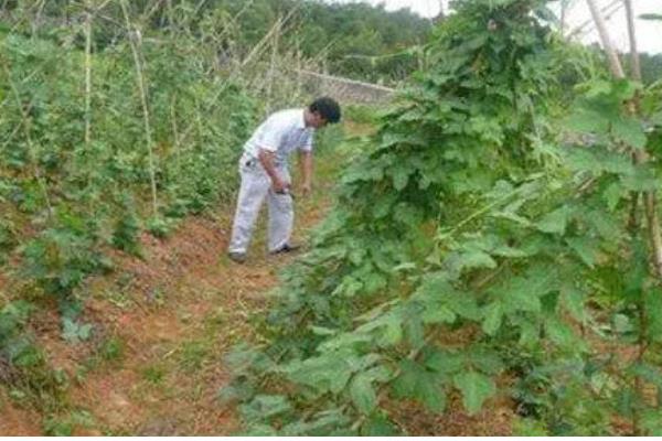 葛根的繁殖方法，可以种子繁殖也可扦插繁殖