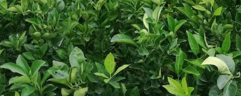 脐橙苗的价格，3到6元一棵不等