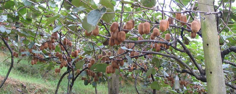 猕猴桃树是不是必须公母一起种，雌雄异株一起栽培才能正常授粉