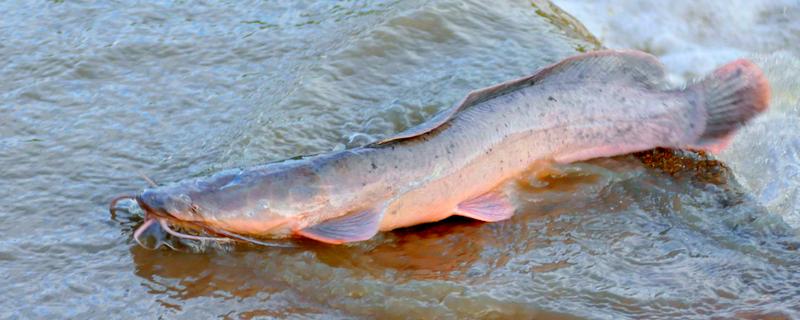 鲇鱼和鲶鱼的区别，二者没有区别