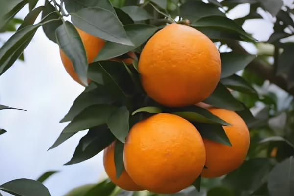 黄美人柑橘品种简介，一般在2-3月份成熟