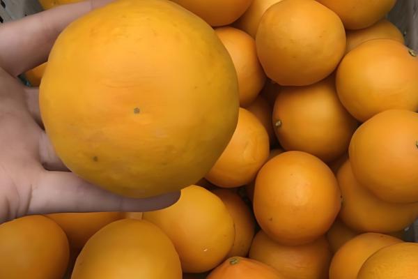 黄美人柑橘品种简介，一般在2-3月份成熟