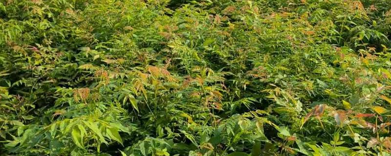 栾树品种介绍，是无患子科落叶乔木或者灌木